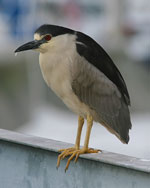 Black-crowned Night-Heron