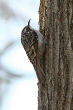 Brown Creeper