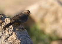 California Towhee