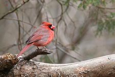 Northern Cardinal