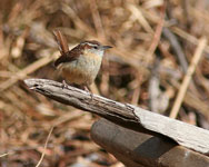 Carolina Wren