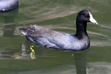 American Coot