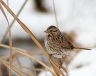 Eastern Song Sparrow