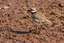 Killdeer