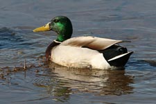 Mallard Drake