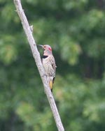 Northern Flicker