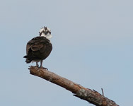 Osprey