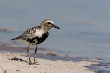 Black-bellied Plover