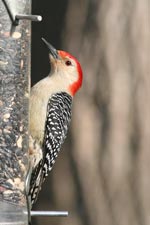 Red-Bellied Woodpecker