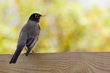 American Robin