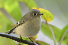 Ruby-crowned Kinglet