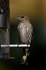 Pine Siskin