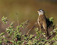 White-crowned Sparrow