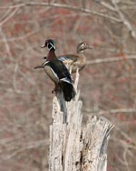 Wood Ducks